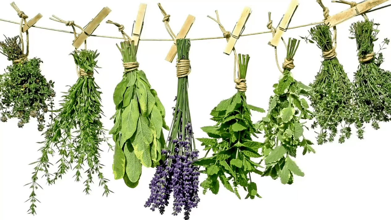 folk herbs for the treatment of prostatitis